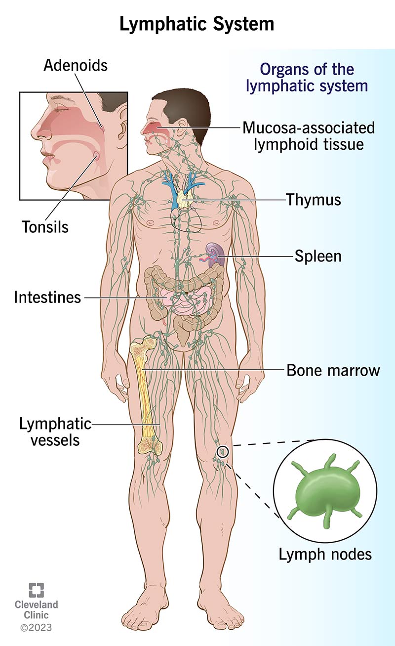 Diverse parti del sistema linfatico, tra cui milza, tonsille e linfonodi, si trovano in molti punti del corpo.
