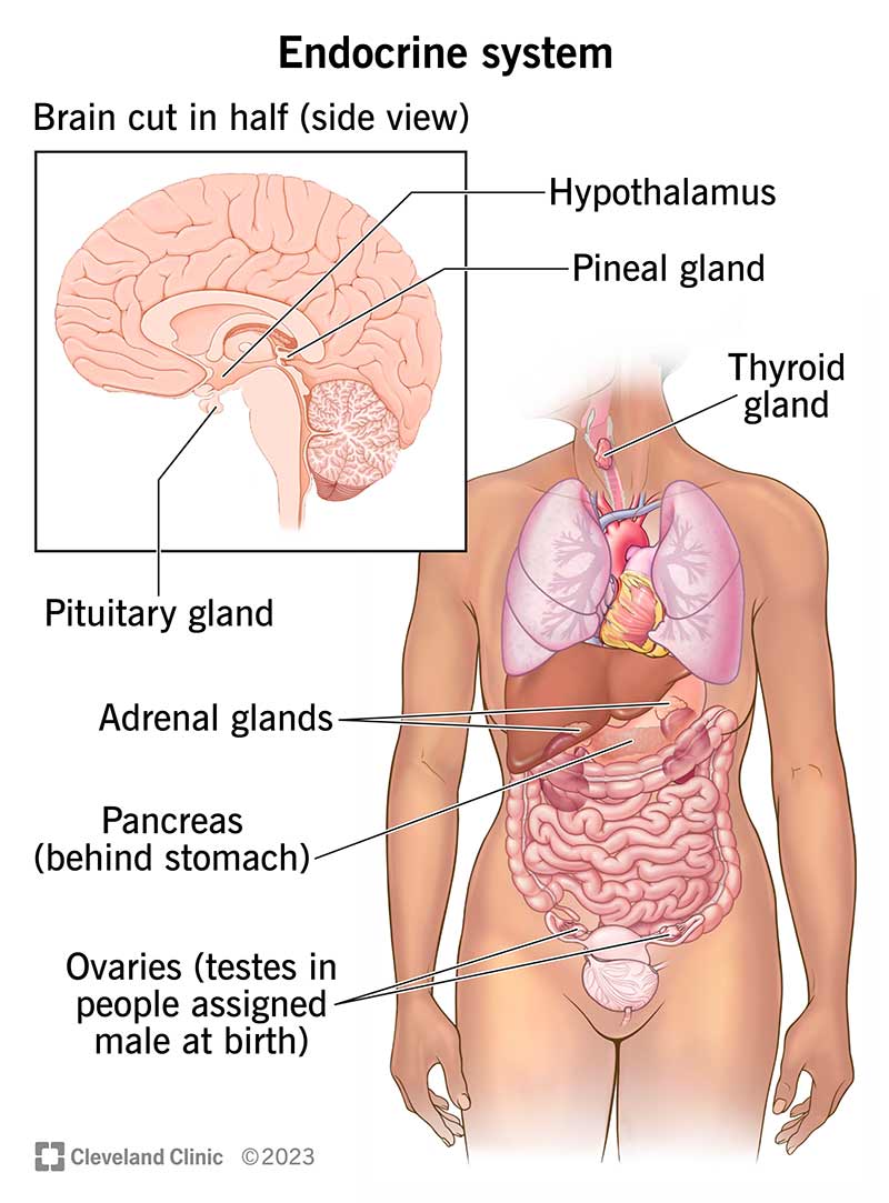 Gli organi e le ghiandole del sistema endocrino, compresa la ghiandola pituitaria, le ghiandole surrenali e altre.