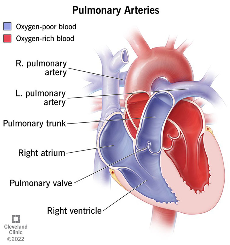 Illustrazione che mostra l'anatomia delle arterie polmonari, che trasportano il sangue povero di ossigeno dal cuore ai polmoni.