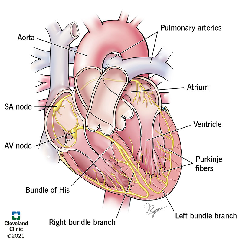 21648 heart conduction illustration