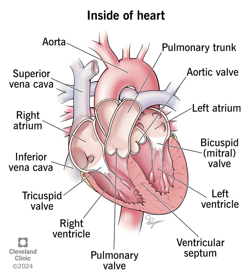 Le camere e le valvole del cuore.