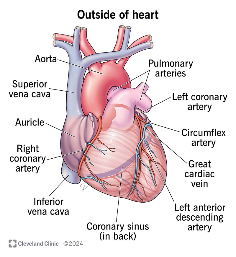 21704 heart overview outside