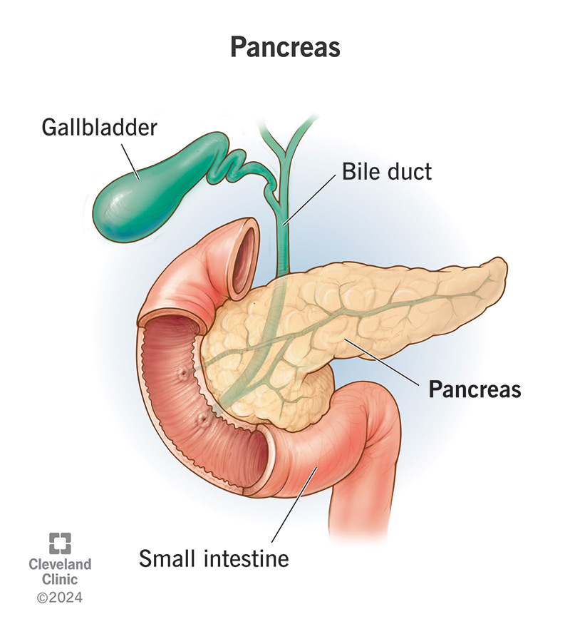 21743 pancreas