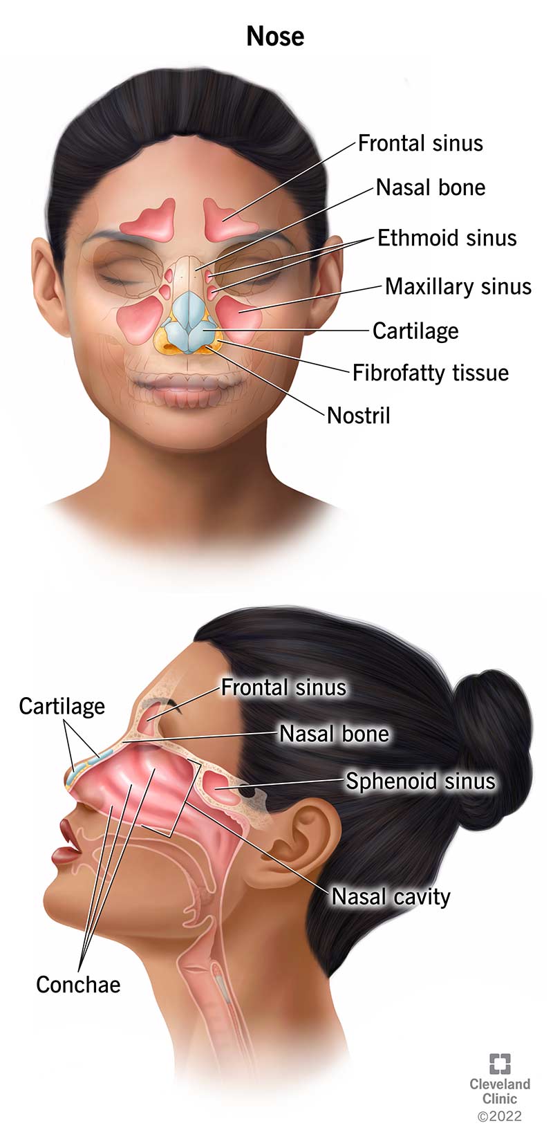 Il diagramma mostra l'anatomia del naso di una persona dalle viste frontale e laterale.