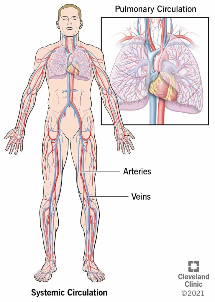 21833 cardiovascular system illustration