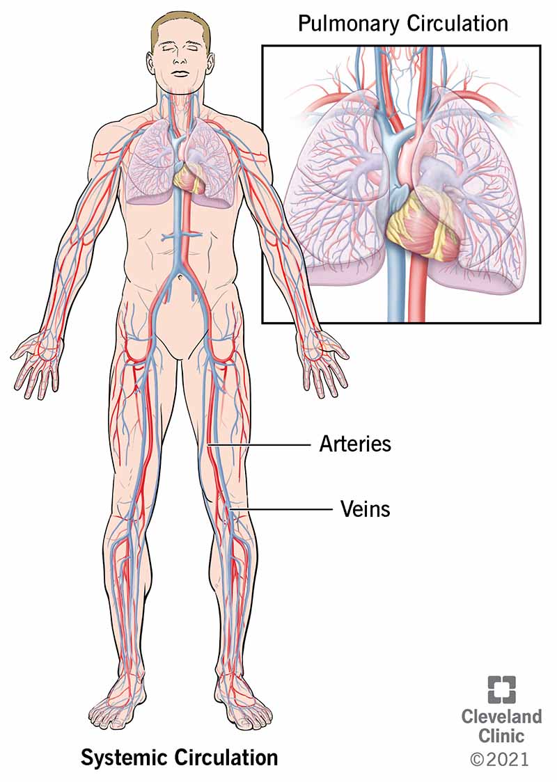 Disegno del cuore e dei vasi sanguigni nel corpo