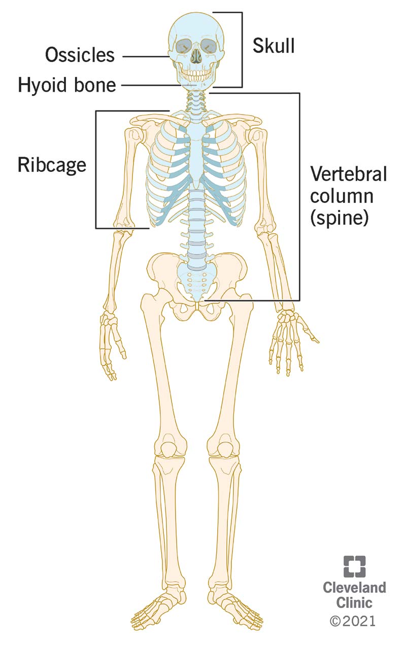 Il tuo scheletro assile è costituito dalle ossa della testa, del collo, della schiena e del torace.
