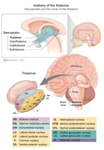 22652 thalamus