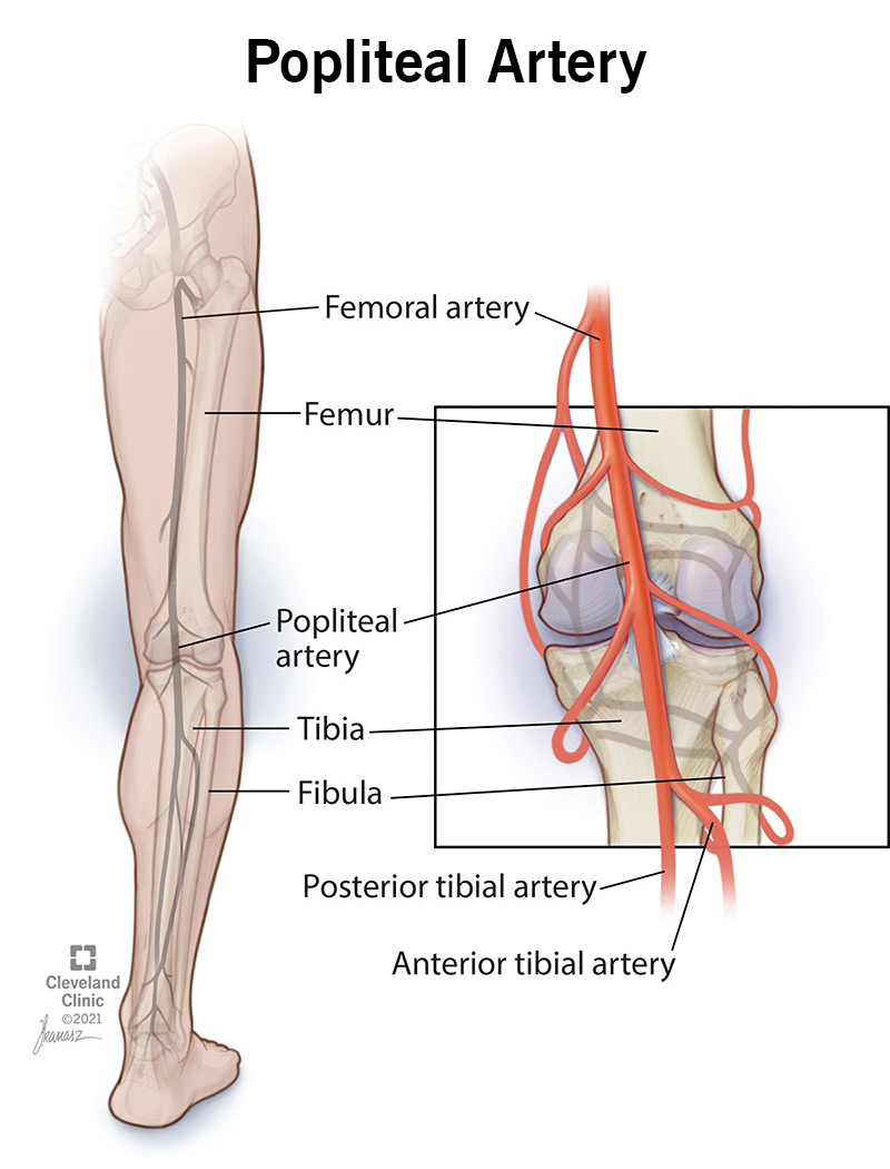 Le arterie della gamba, compresa l'arteria poplitea.