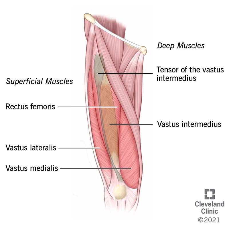 22816 quad muscles