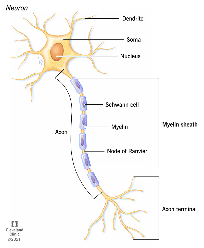 22974 myelin sheath