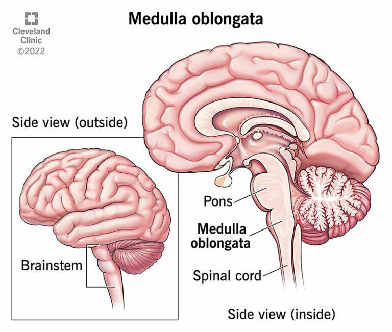 Midollo Allungato: Cos'è, Funzione E Anatomia - SFOMC