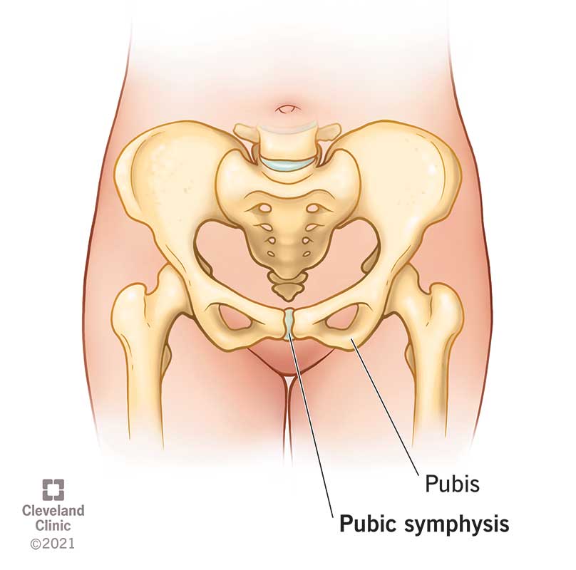 23025 pubic symphysis