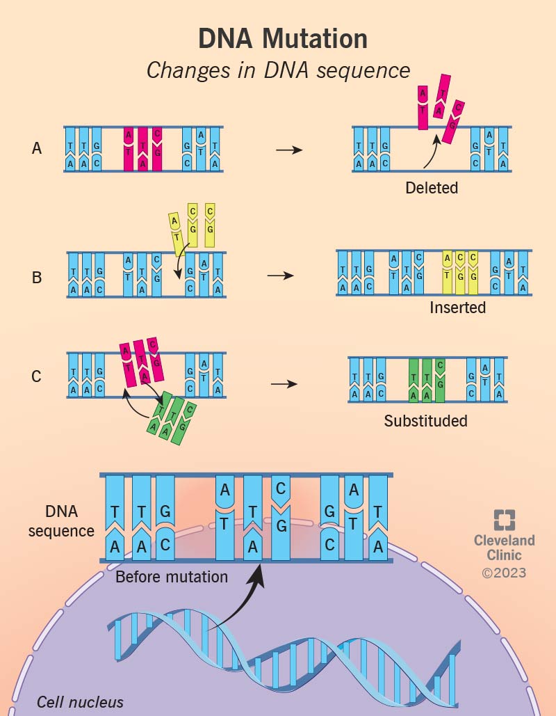 Una sequenza di DNA prima di una mutazione genetica e tre varianti dello stesso DNA con mutazioni..