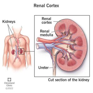 23127 renal cortex