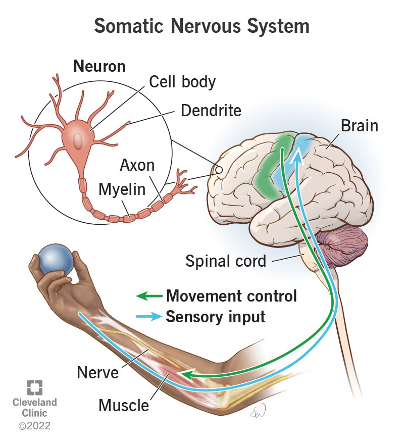 23291 somatic nervous system