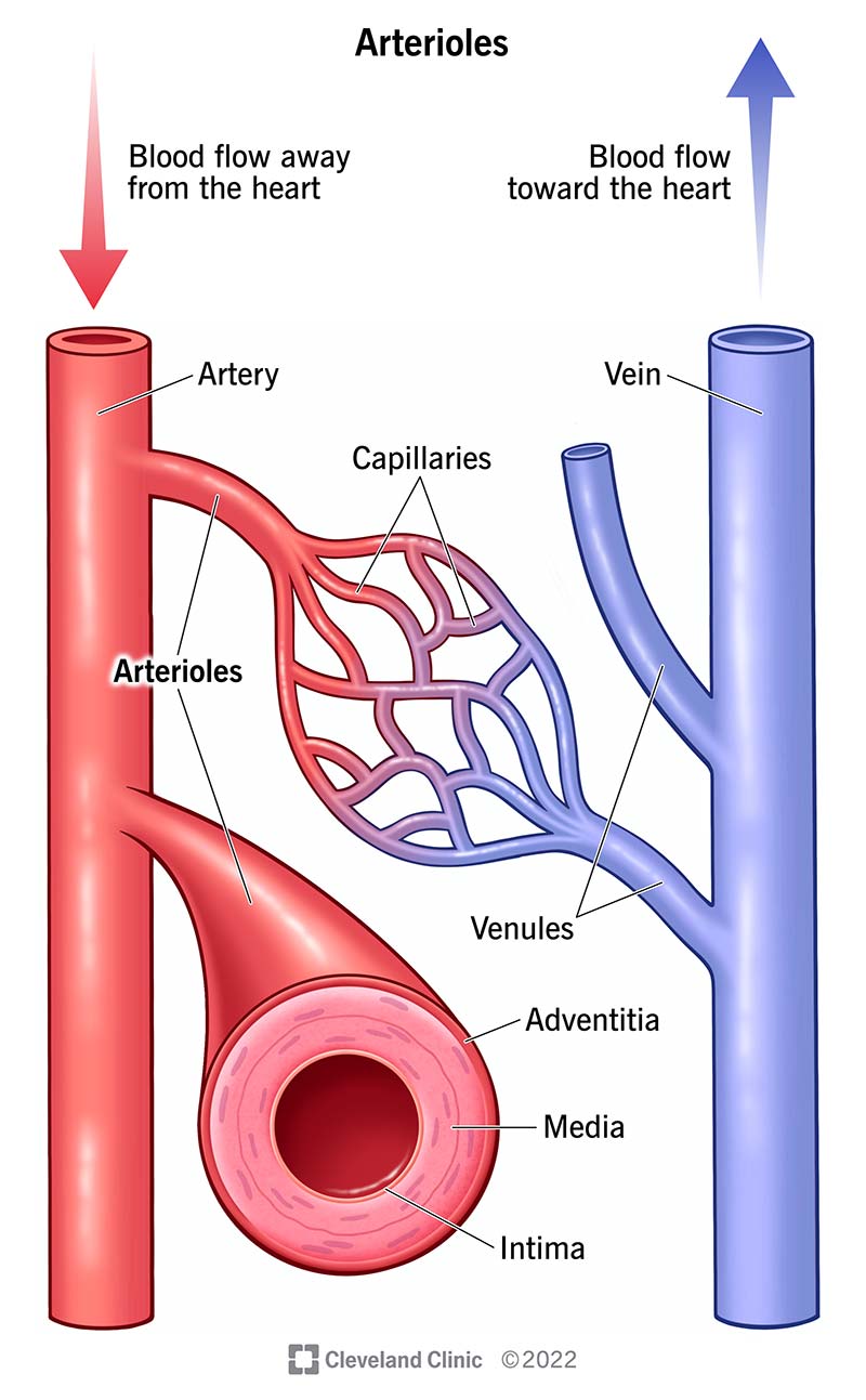 Le arteriole sono piccoli rami di un'arteria che conducono ai capillari.