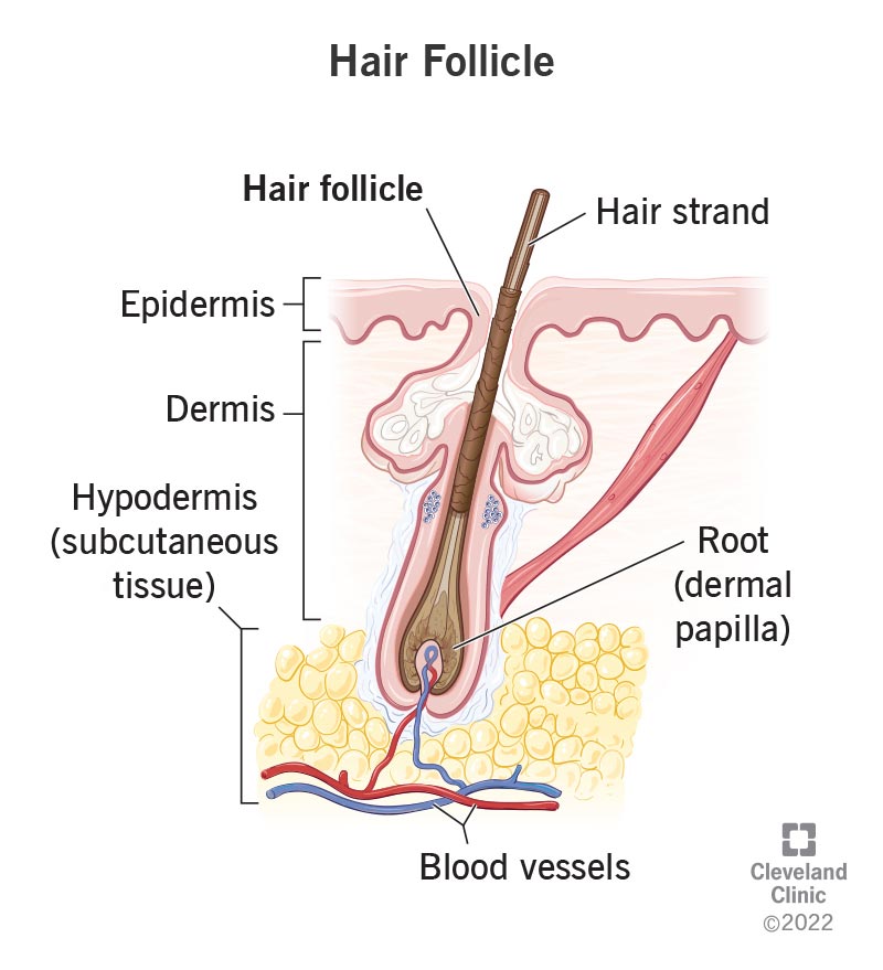 23435 hair follicle