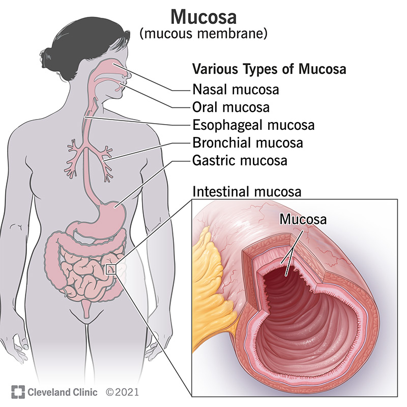 23930 mucosa