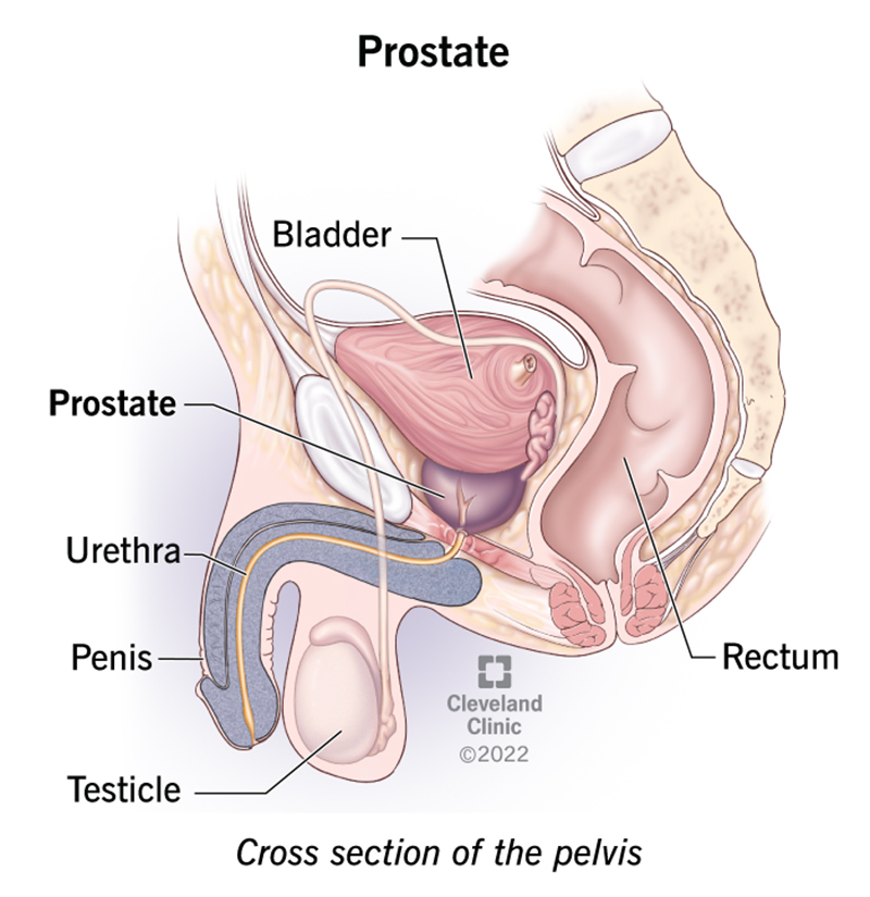 23965 prostate