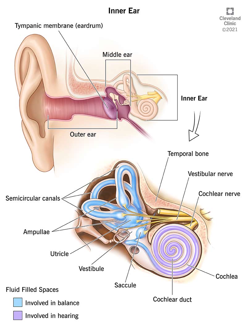 L'illustrazione in alto mostra l'anatomia generale dell'orecchio.  L'illustrazione in basso mostra i dettagli dell'anatomia dell'orecchio interno.