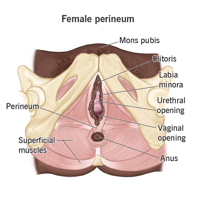 24381 perineum female