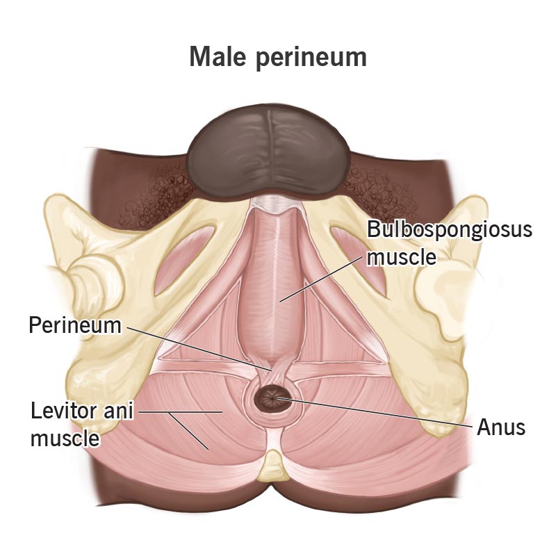 Vista del perineo, circondato dai muscoli del pavimento pelvico