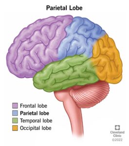 24628 parietal lobe