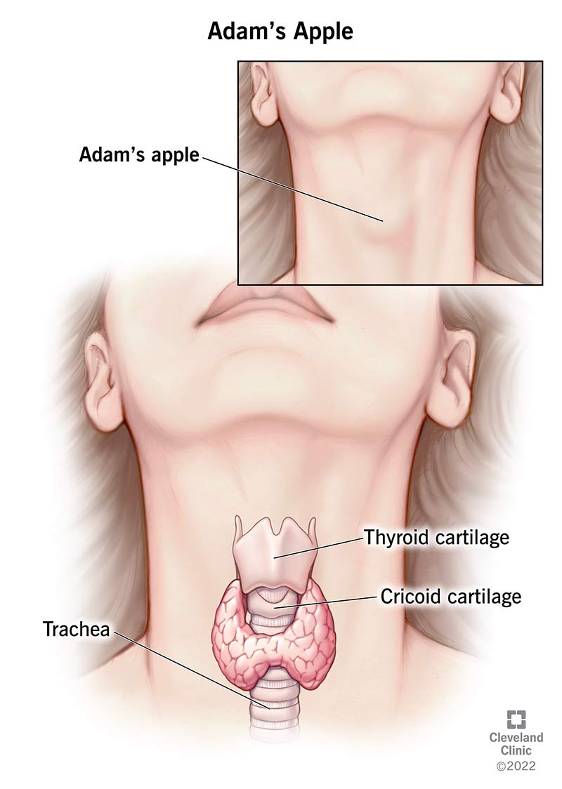 Anatomia del pomo d'Adamo che mostra la trachea, la cartilagine tiroidea e la cartilagine cricoide.