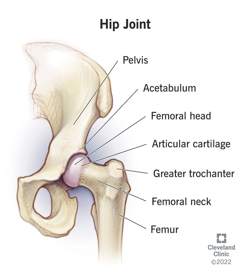 24675 hip joint