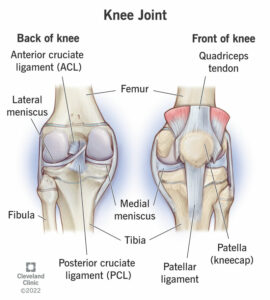 24777 knee joint