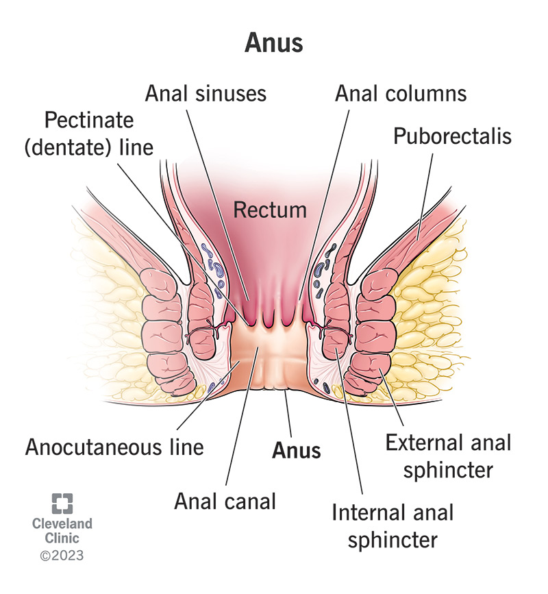 24784 anus function