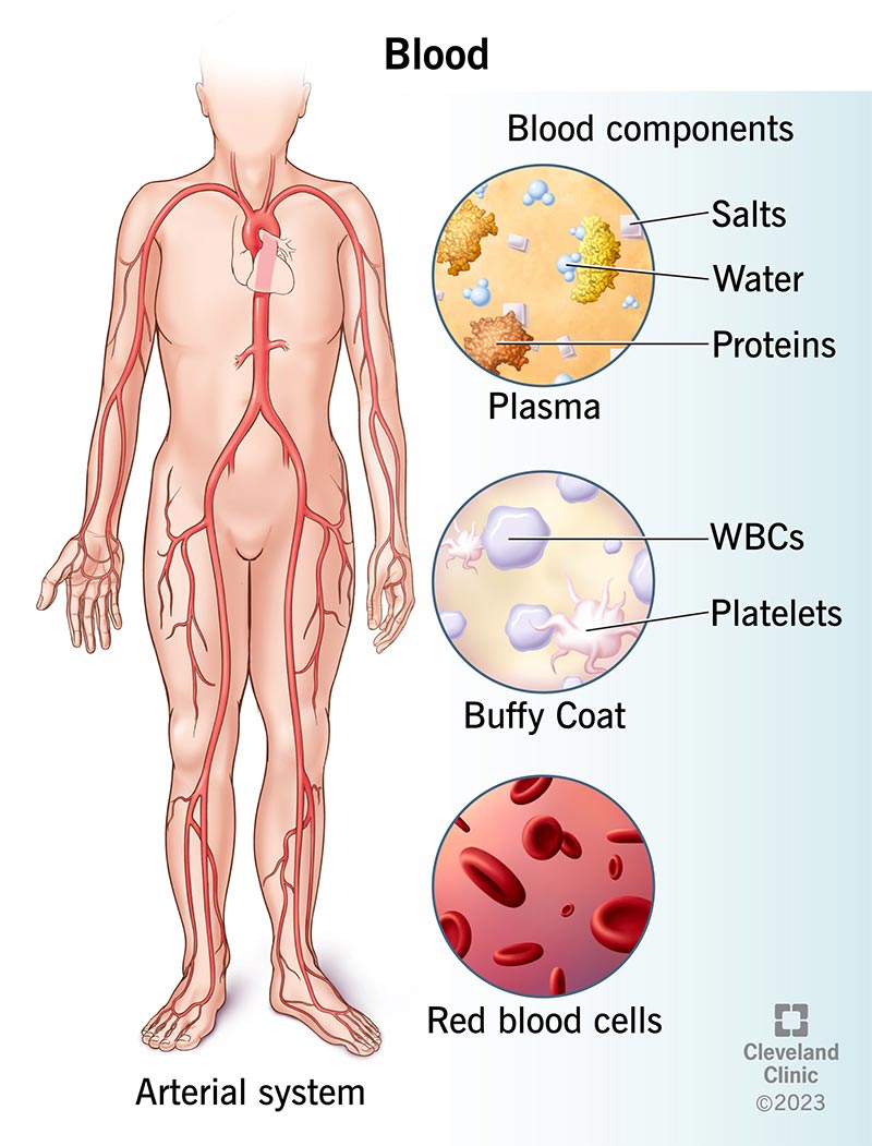 Il sangue è costituito da globuli rossi (in basso), globuli bianchi, piastrine nel buffy coat (al centro) e plasma (in alto).