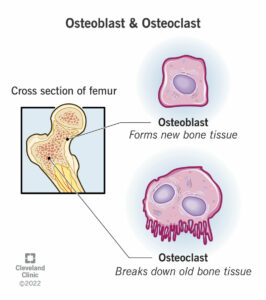 24871 osteoblast osteoclast