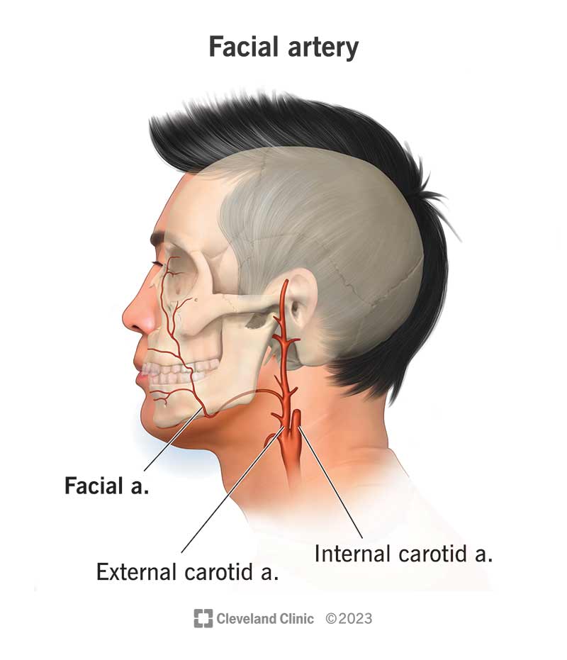 arteria-facciale-anatomia-e-funzione-sfomc