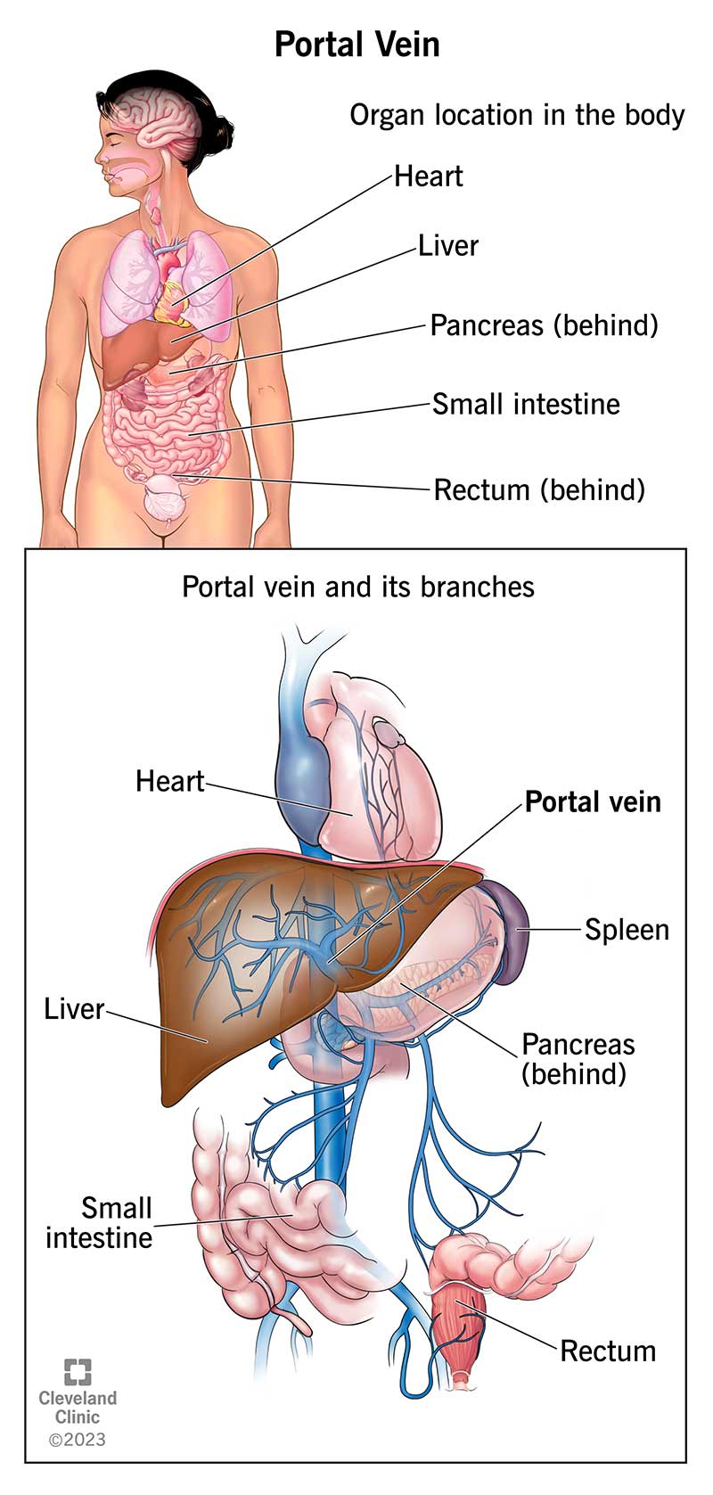 Due illustrazioni che mostrano la posizione della vena porta rispetto agli organi della pancia.