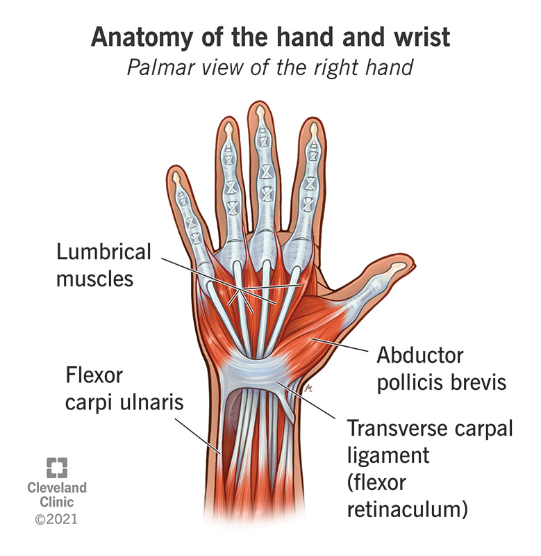 25060 anatomy hand and wrist