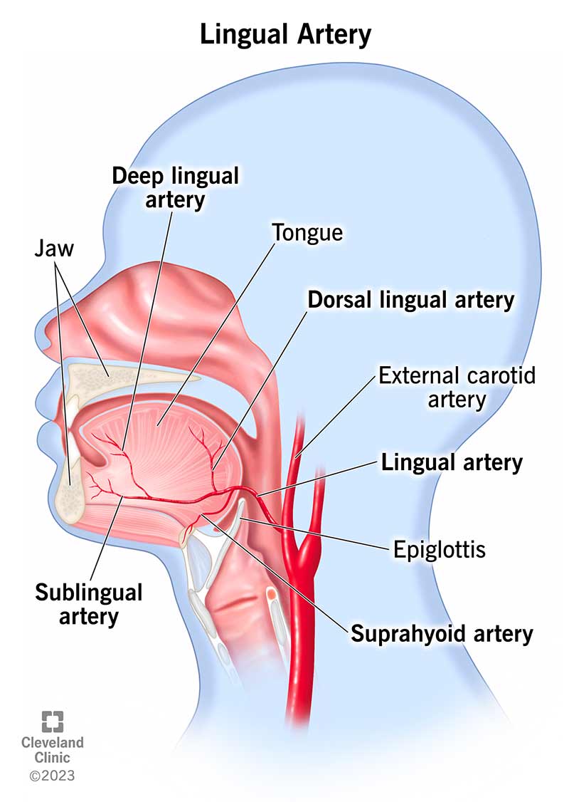 L'arteria linguale porta il sangue dal collo a molte parti della bocca.