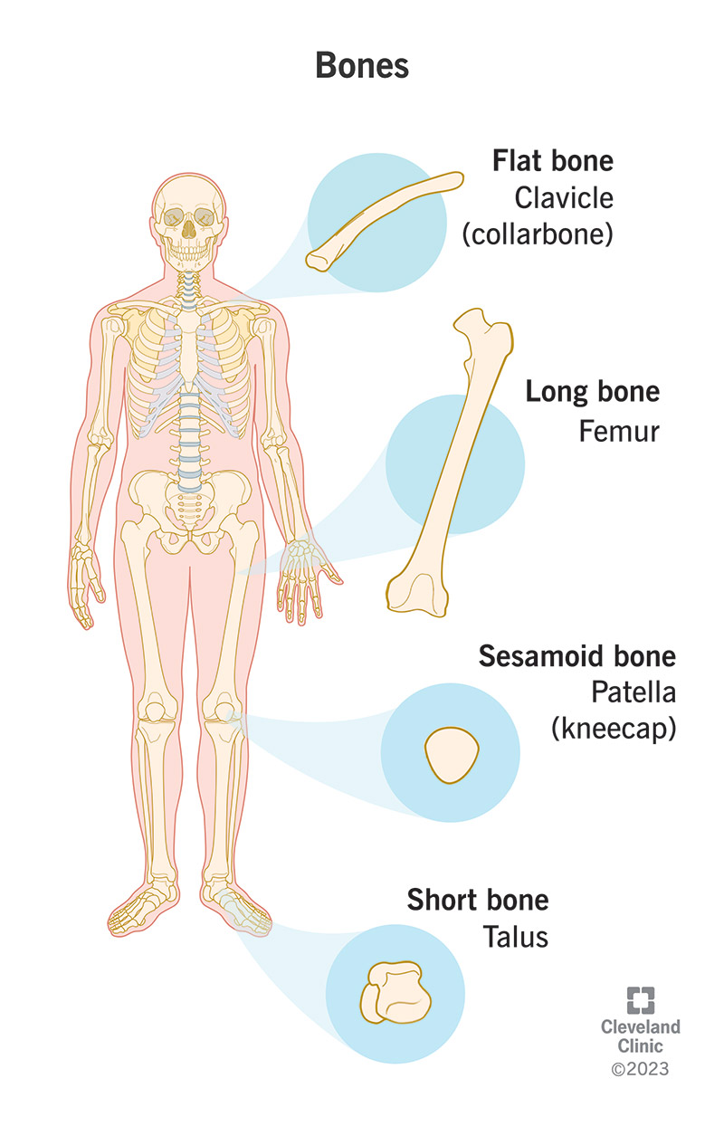 I quattro tipi di ossa (osso piatto, osso lungo, osso sesamoide e osso corto) con esempi.