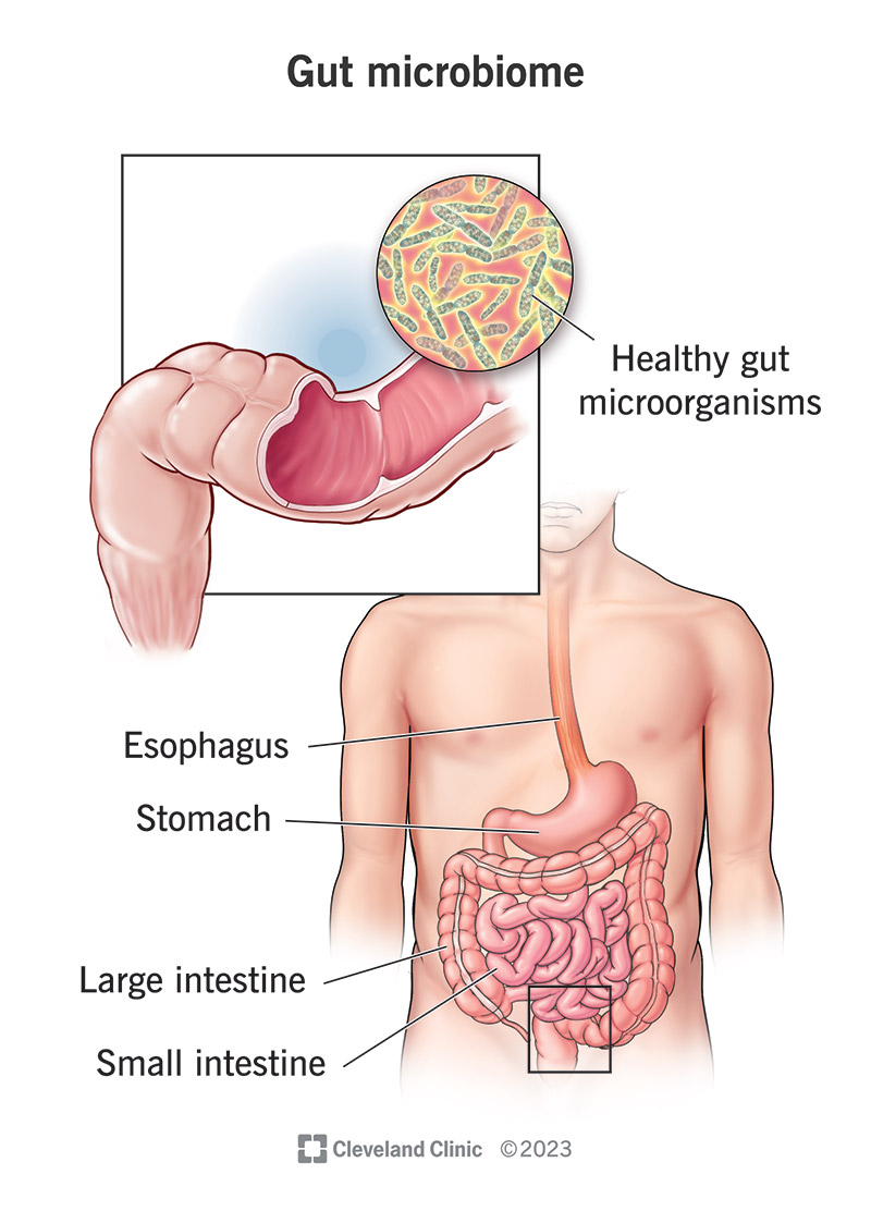 I microrganismi che vivono nell’intestino costituiscono il microbioma intestinale.