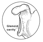 Un'illustrazione della cavità glenoidea nella spalla.