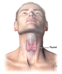 Posizione della tiroide nella gola.