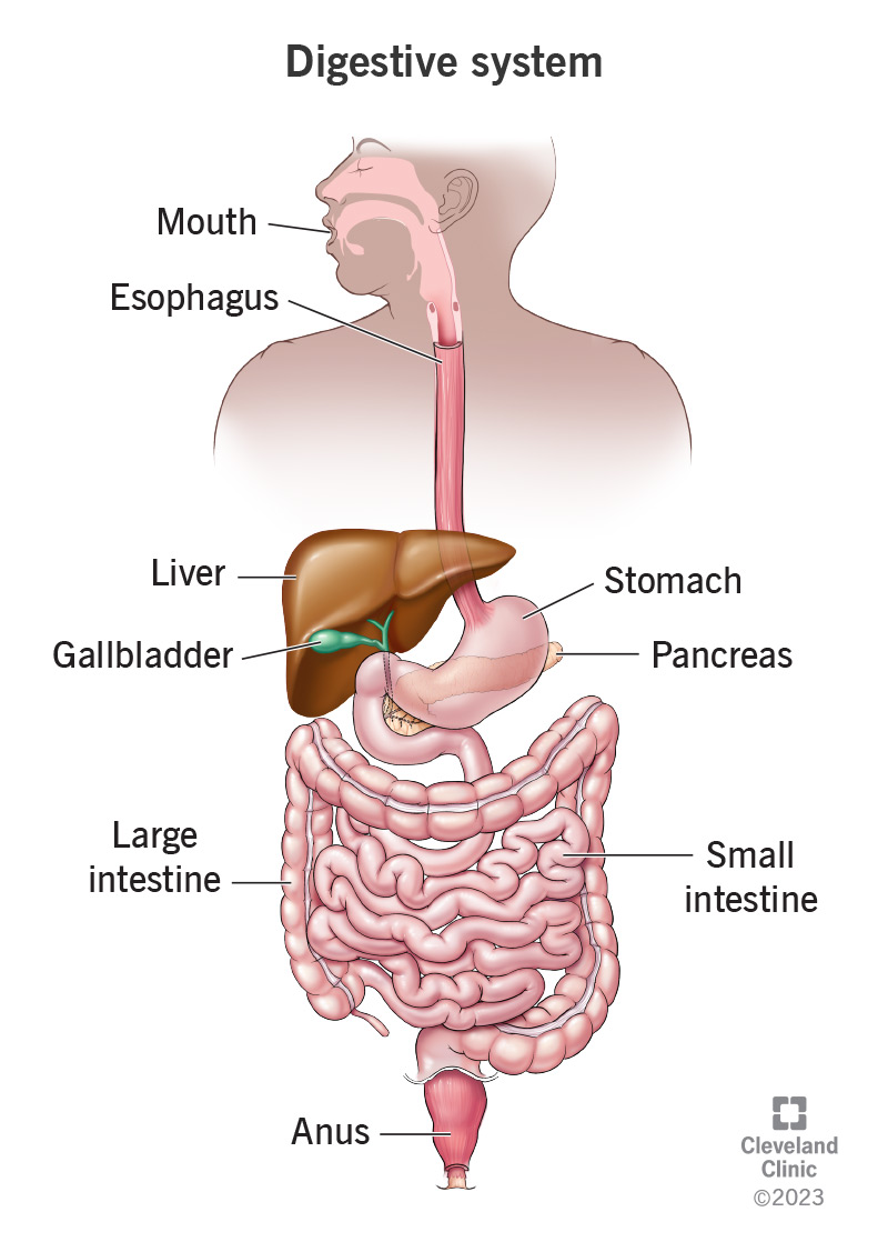 Il tuo sistema digestivo comprende il tratto gastrointestinale e le vie biliari.