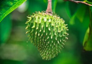 Soursop 529494173 770x533 1 jpg