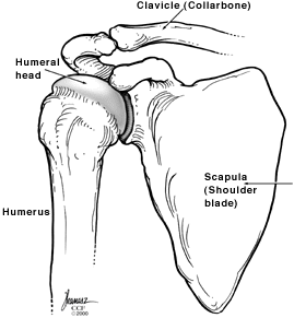 Un'illustrazione delle ossa della spalla.