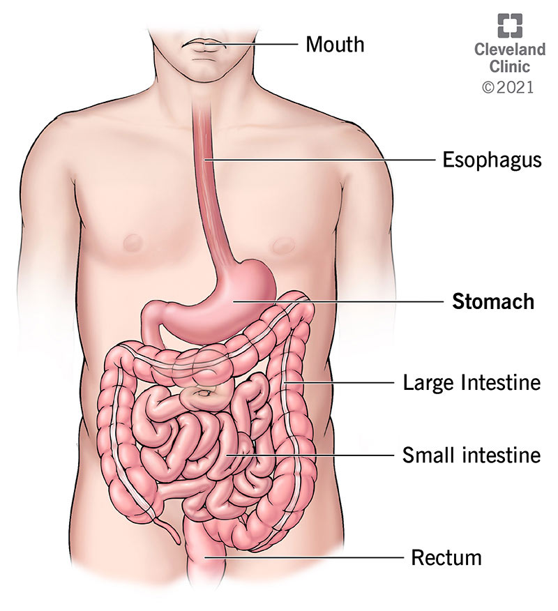 Stomaco e sistema digestivo