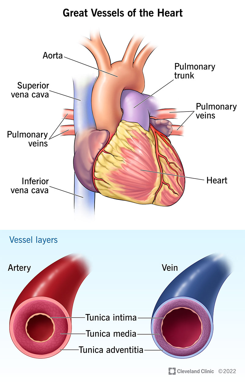 I principali vasi sanguigni che trasportano il sangue da e verso il cuore e gli strati che compongono questi vasi.