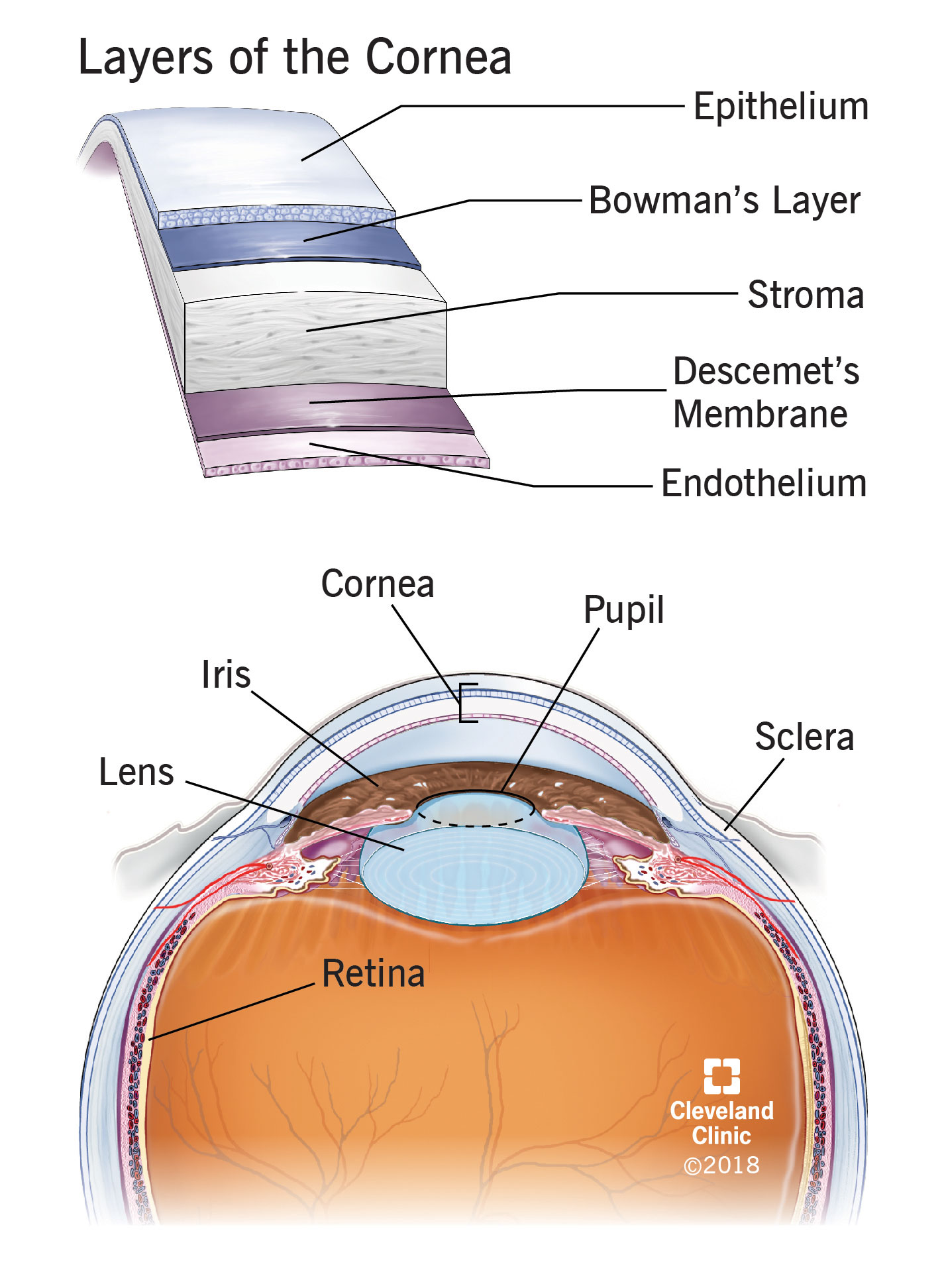 Anatomia dell'occhio e strati della cornea.