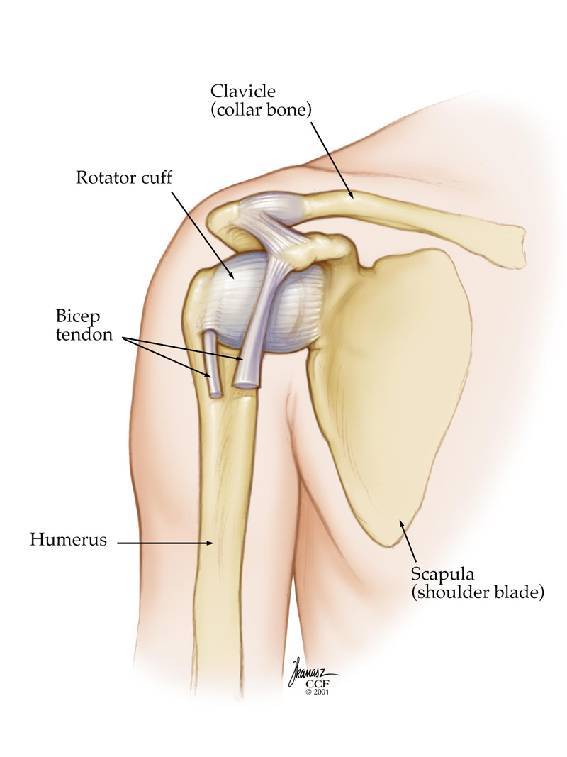 L'osso del braccio, o omero, è lussato dalla cavità della scapola o della scapola.