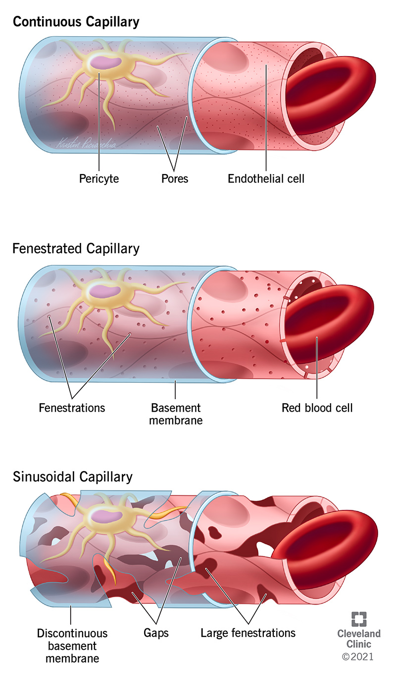 Tipi di capillari: continui, fenestrati e sinusoidali.
